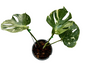Monstera Thai Constellation Mutation–(Actual Plant)