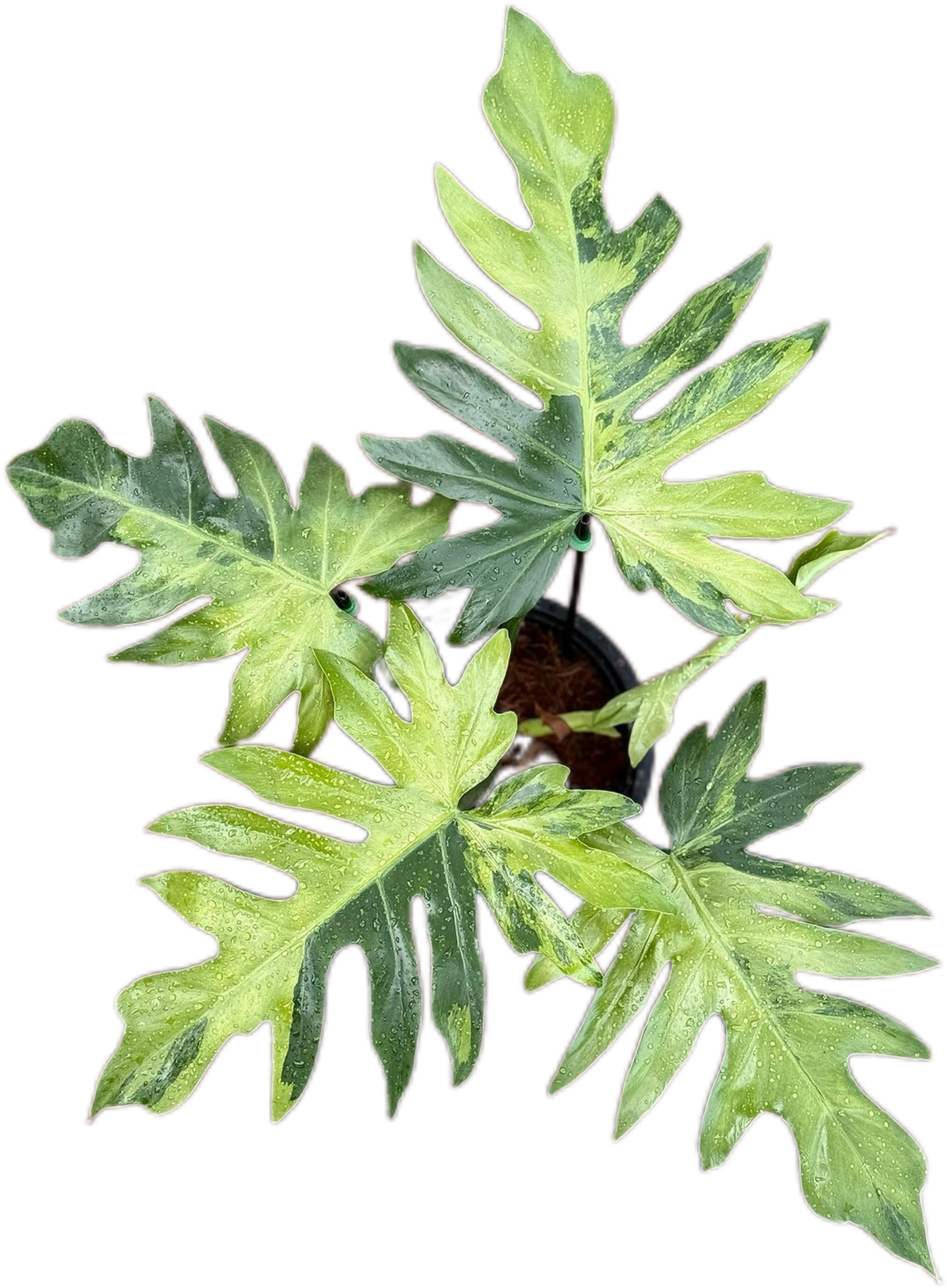 Philodendron Radiatum Variegated