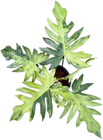 Philodendron Radiatum Variegated