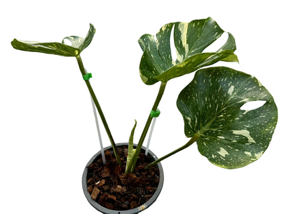 Monstera Thai Constellation Mutation–(Actual Plant)