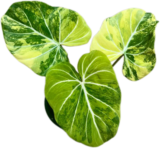 Philodendron Gloriosum Aurea Variegated