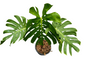 Monstera Deliciosa Special Form –(Actual Plant)