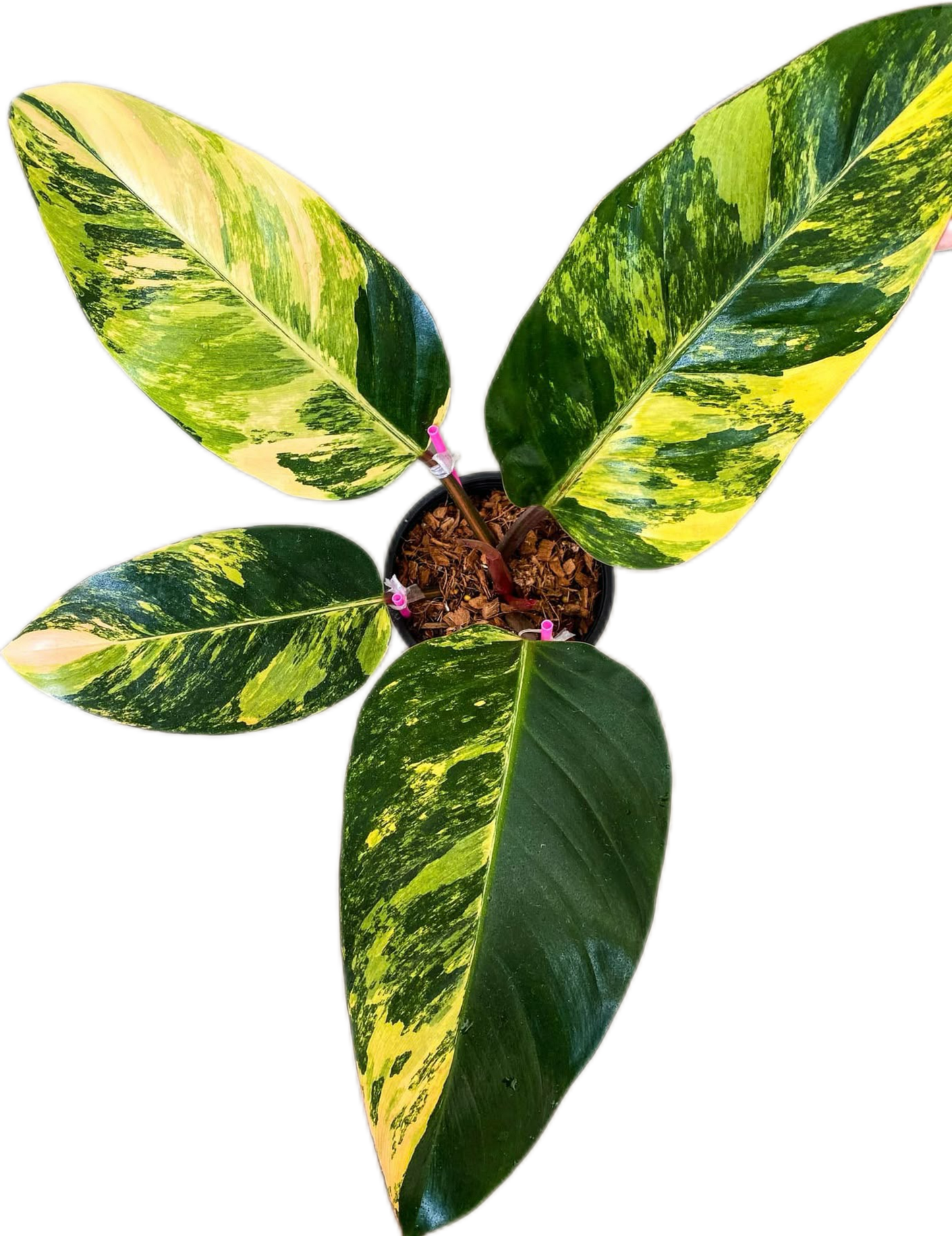 Philodendron Yellow Congo Variegated