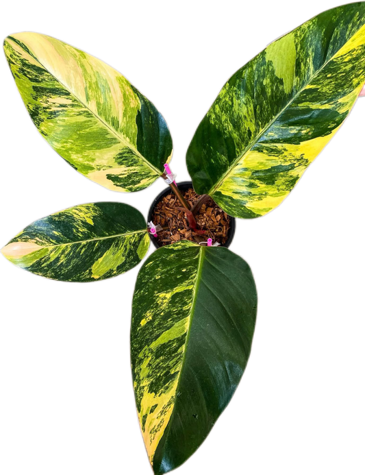 Philodendron Yellow Congo Variegated