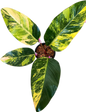 Philodendron Yellow Congo Variegated