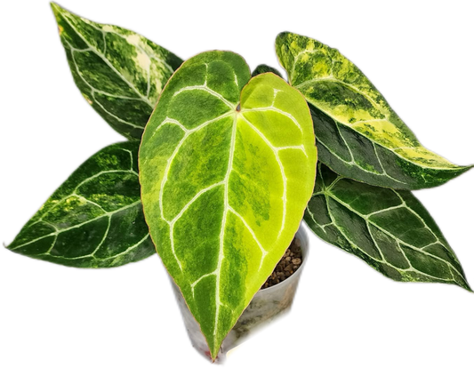 Anthurium Crystallinum Variegated