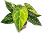 Anthurium Crystallinum Variegated