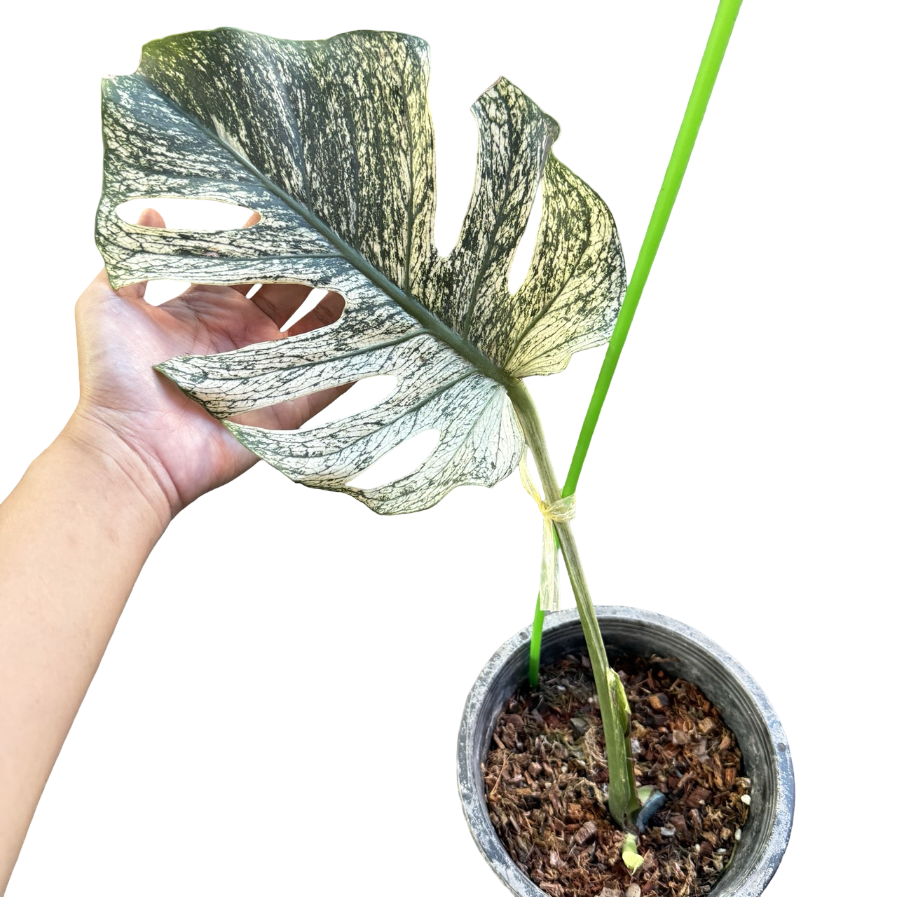 Monstera Deliciosa “Devil Monster” – 1 Leaf Cutting Rooted, 1 Shoot (Actual Plant)