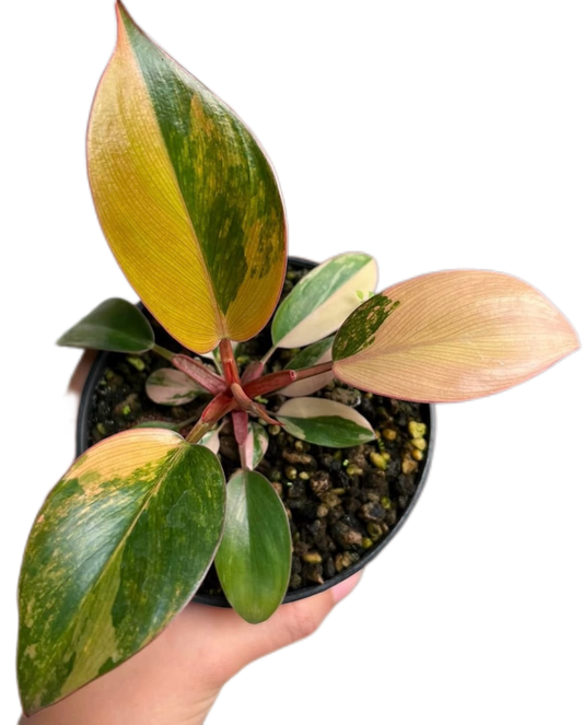 Philodendron “Red Congo” Variegated