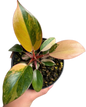 Philodendron “Red Congo” Variegated