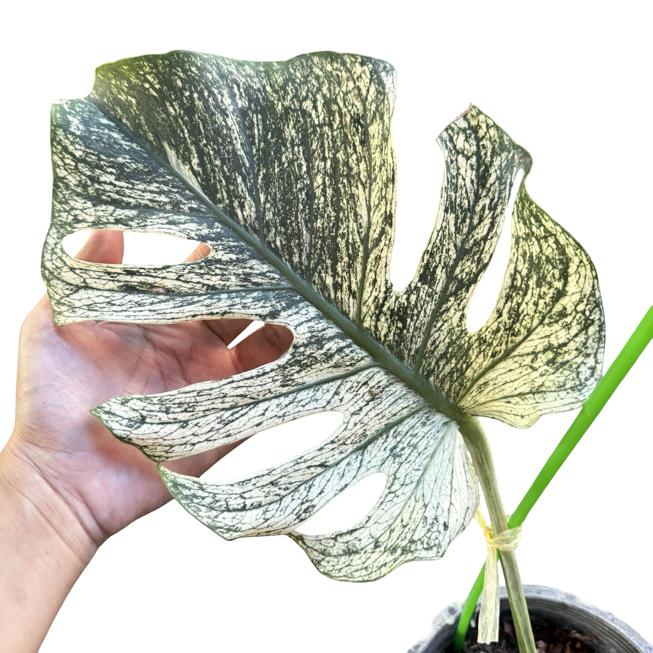 Monstera Deliciosa “Devil Monster” – 1 Leaf Cutting Rooted, 1 Shoot (Actual Plant)