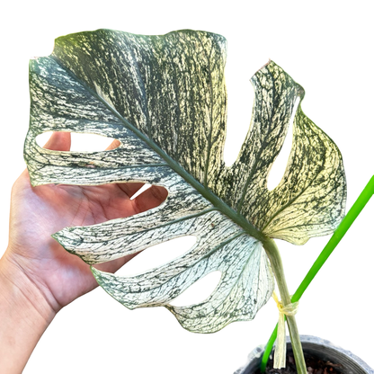 Monstera Deliciosa “Devil Monster” – 1 Leaf Cutting Rooted, 1 Shoot (Actual Plant)