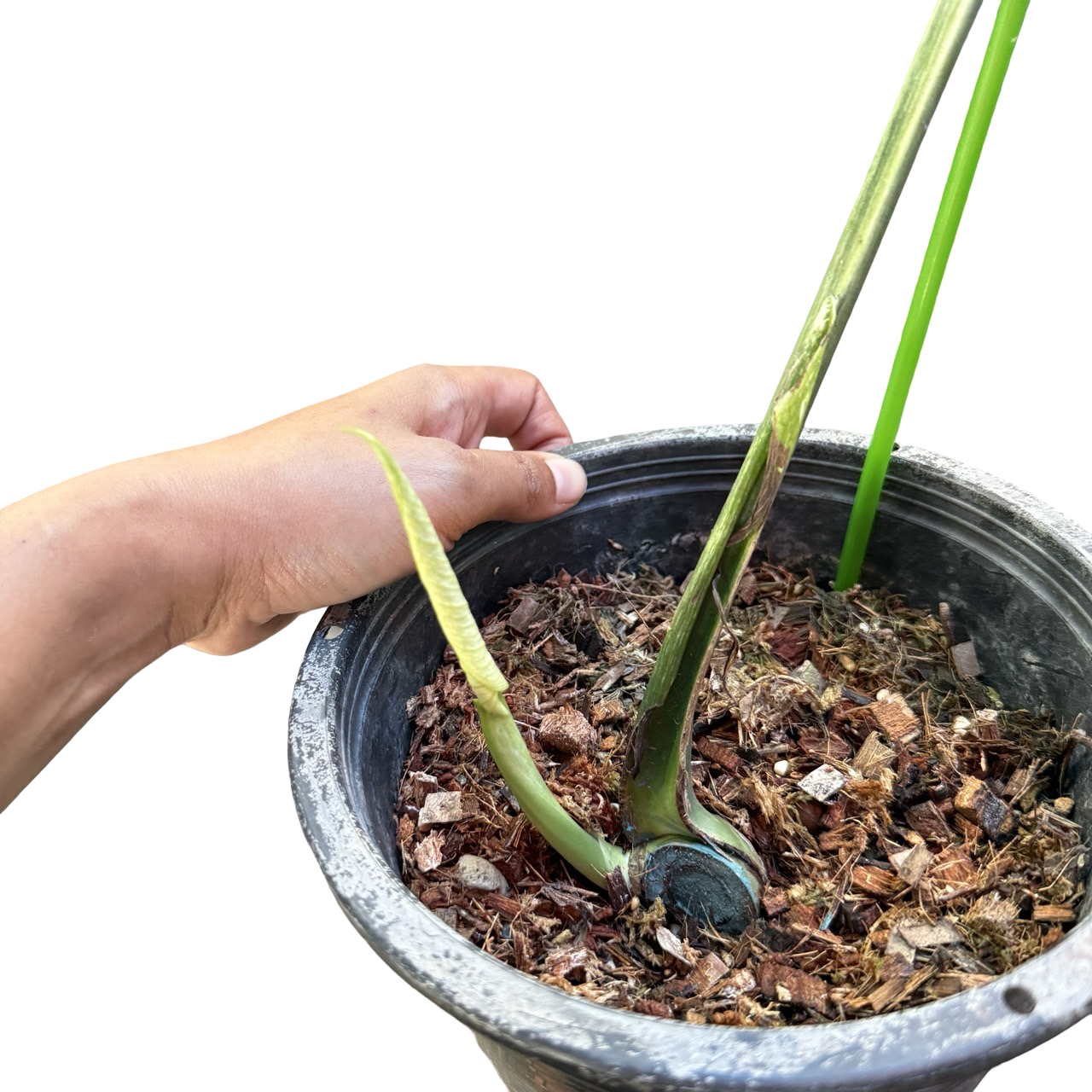 Monstera Deliciosa “Devil Monster” – 1 Leaf Cutting Rooted, 1 Shoot (Actual Plant)