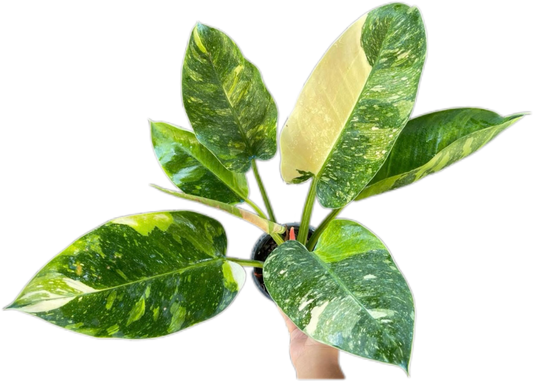 Philodendron Green Congo Nuclear Variegated Set of 10 plants