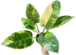 Philodendron Green Congo Nuclear Variegated Set of 10 plants