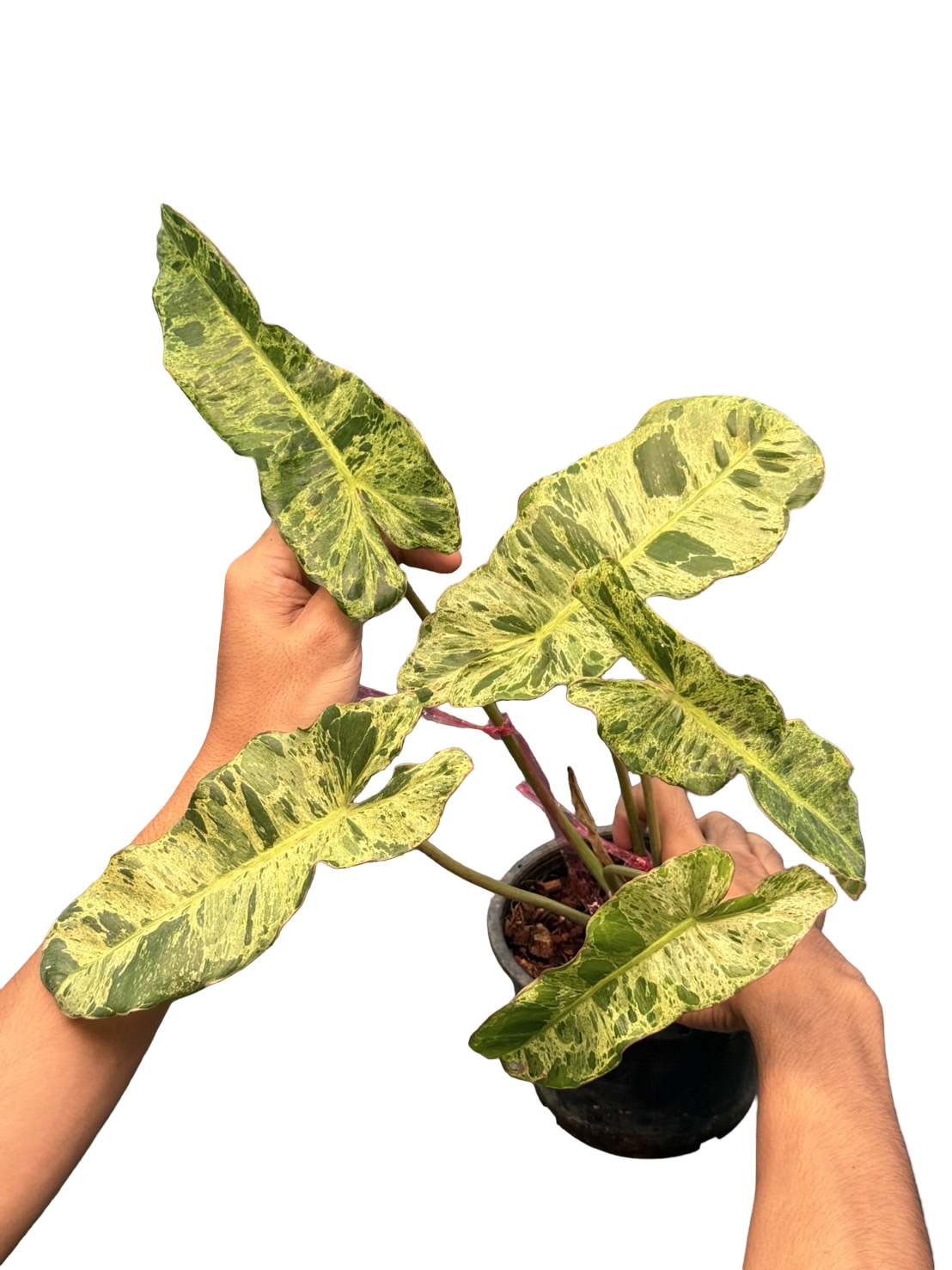 Philodendron Paraiso Verde × Billietiae Variegated – Wholesale Set of 3 Plants
