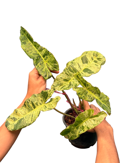 Philodendron Paraiso Verde × Billietiae Variegated – Wholesale Set of 3 Plants