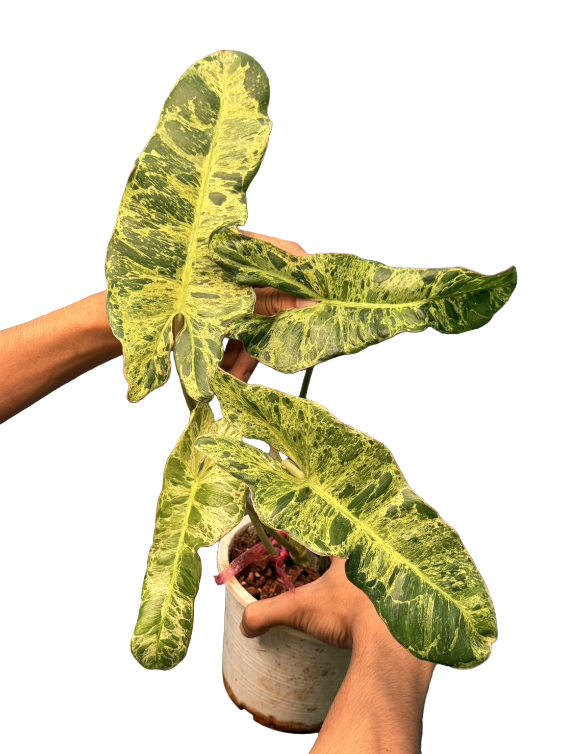 Philodendron Paraiso Verde × Billietiae Variegated – Wholesale Set of 3 Plants