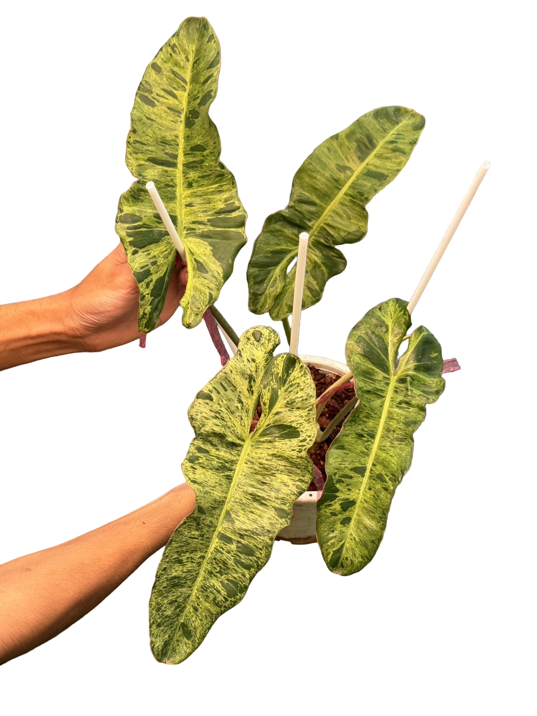 Philodendron Paraiso Verde × Billietiae Variegated – Wholesale Set of 3 Plants