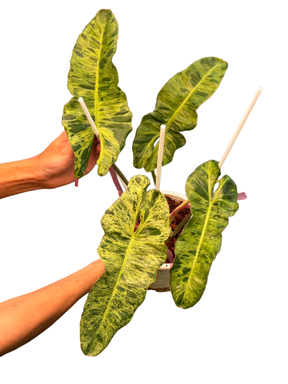 Philodendron Paraiso Verde × Billietiae Variegated – Wholesale Set of 3 Plants