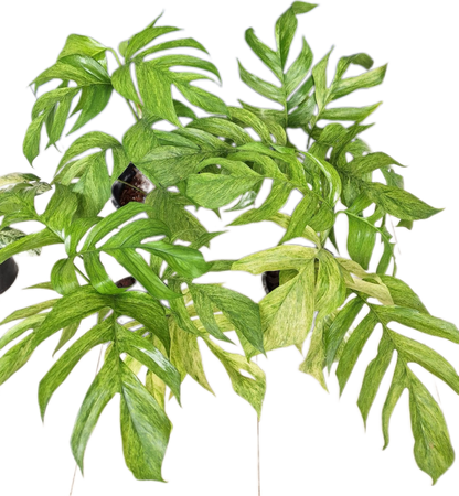 Epipremnum Pinnatum Mint Variegated
