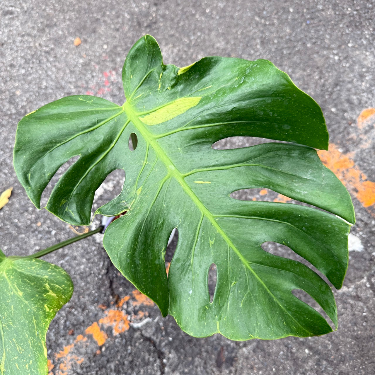 Monstera Deliciosa “Thunderbolt” –(Actual Plant)