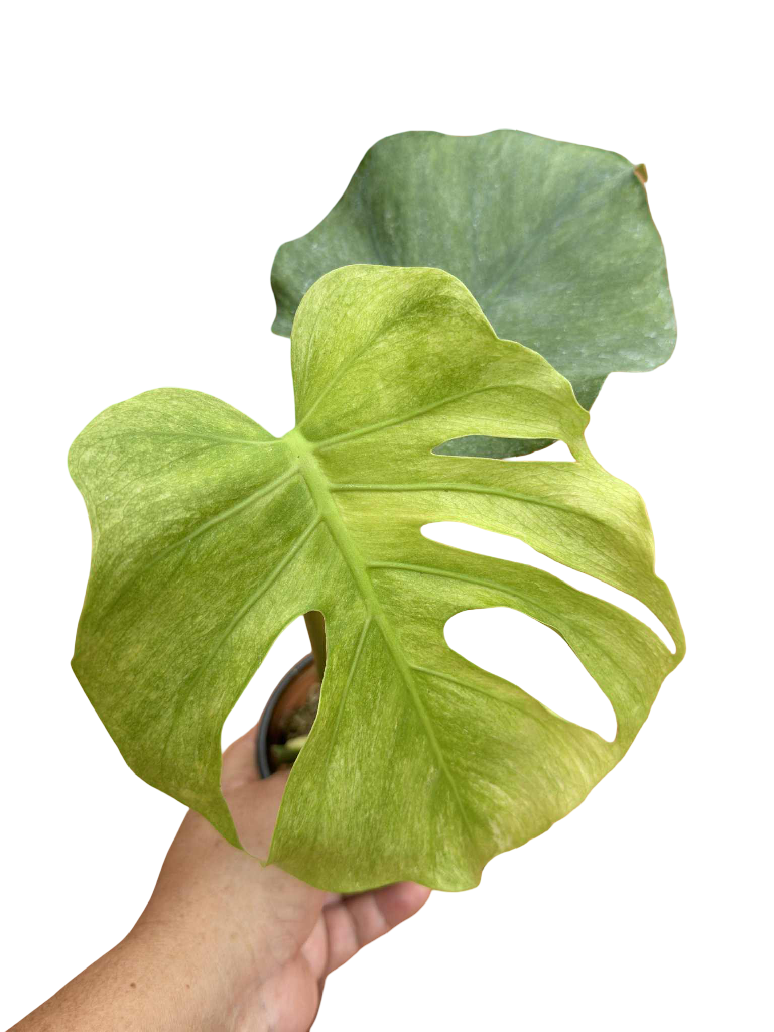 Monstera Deliciosa Jade Globin “Octopus” –(Actual Plant)