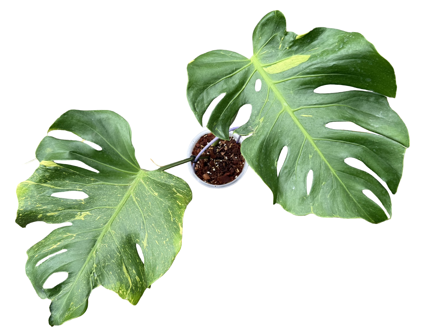 Monstera Deliciosa “Thunderbolt” –(Actual Plant)