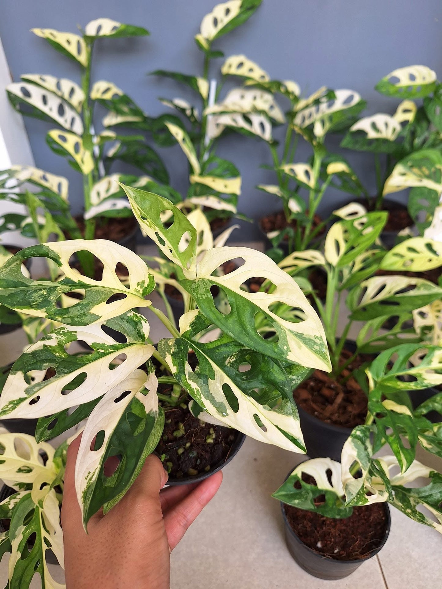 Monstera Adansonii Albo Variegated