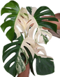 Monstera Albo (3-5 leaves)
