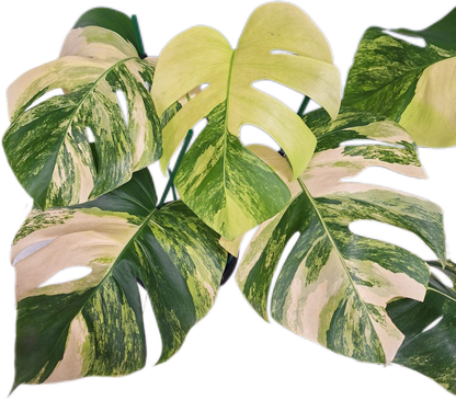 Monstera Aurea Borsigiana Variegated (3-5 Leaves) 