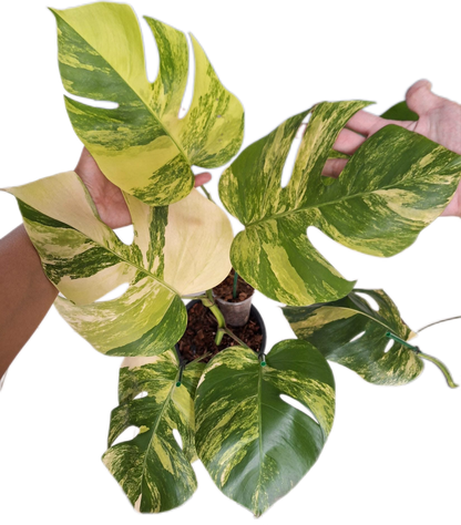 Monstera Aurea Borsigiana Variegated (3-5 Leaves) 