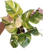 Monstera Aurea Borsigiana Variegated (3-5 Leaves) 