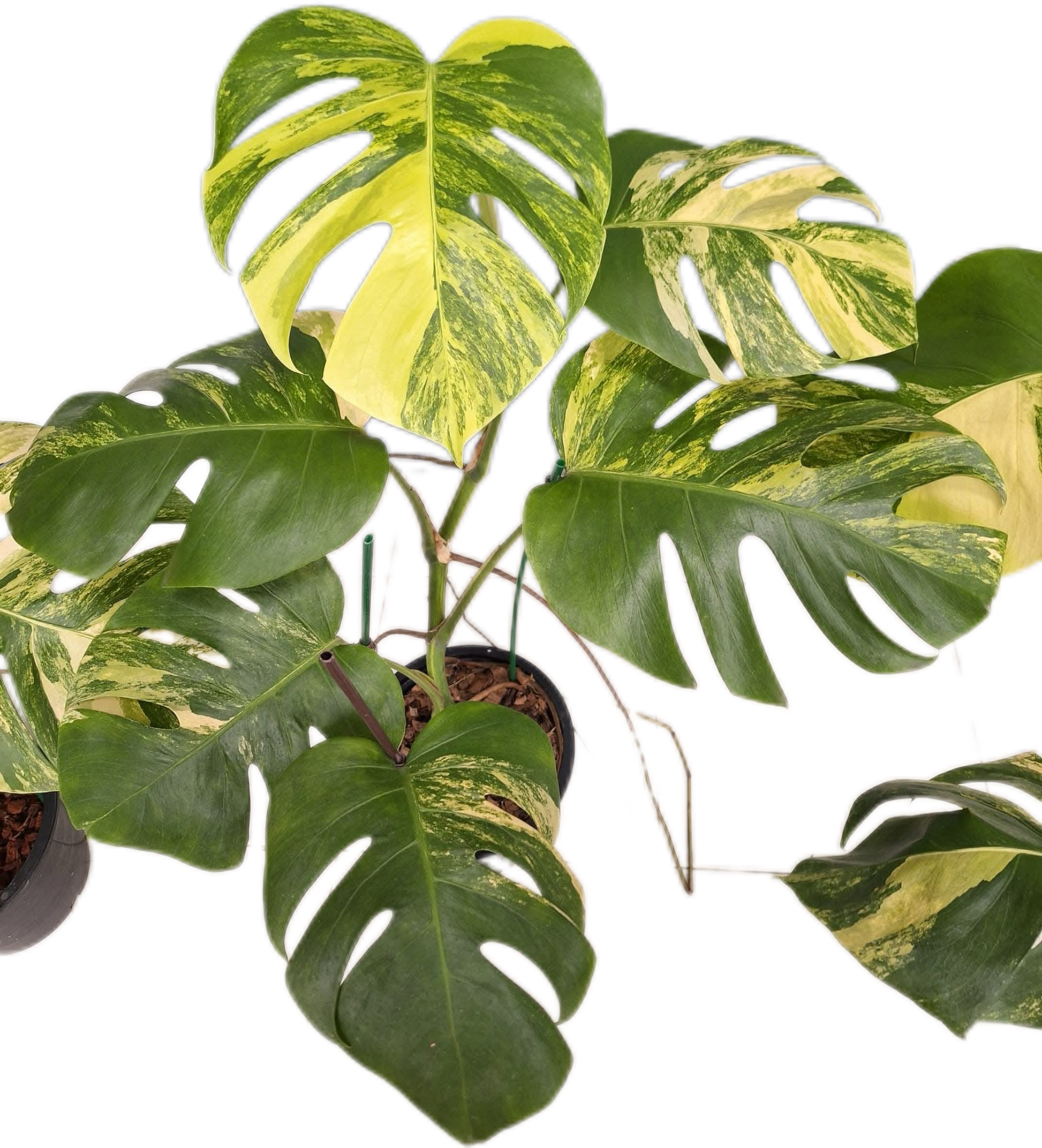モンステラ ボルシギアナ オーレア/ aurea 黄斑 トップカット苗 8 モンステラ ボルシギアナ オーレア/ aurea 黄斑 トップカット苗 8