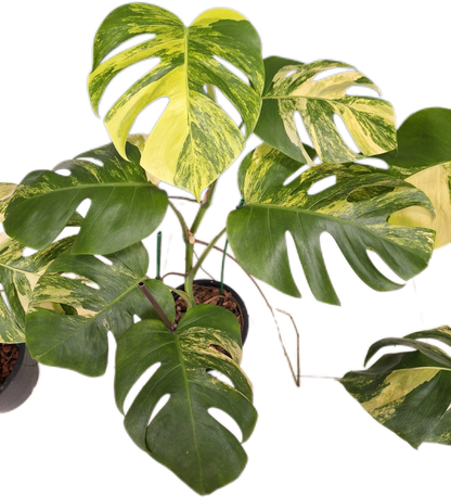 Monstera Aurea Borsigiana Variegated (3-5 Leaves) 