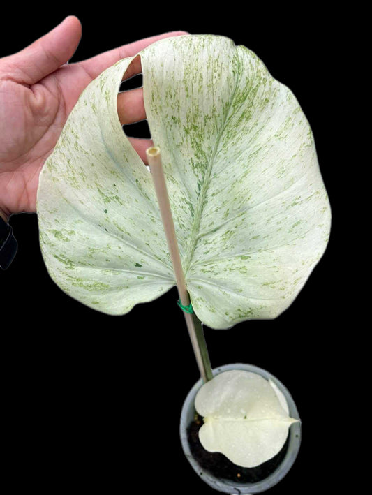 Monstera Deliciosa NOID Variegated –(Actual Plant)