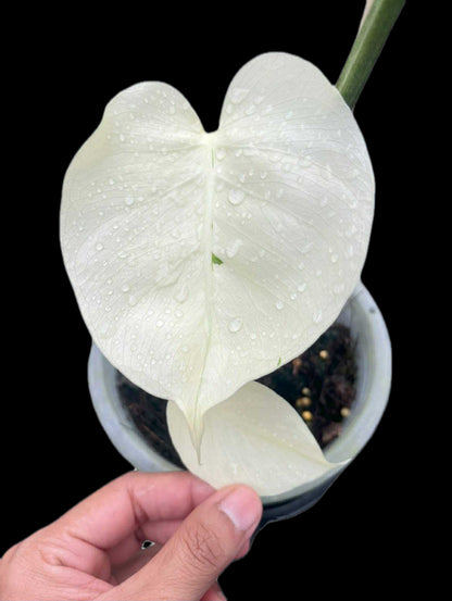 Monstera Deliciosa NOID Variegated –(Actual Plant)