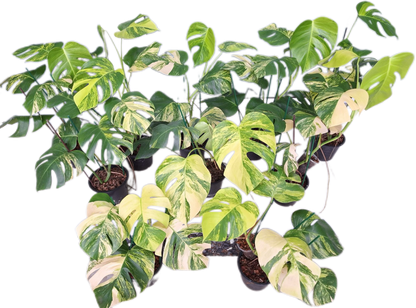 Monstera Aurea Borsigiana Variegated (3-5 Leaves)