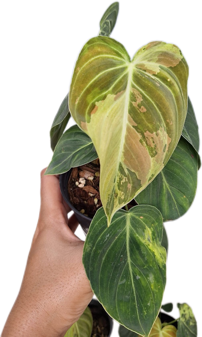 Philodendron Melanochrysum Variegated Set of 10 plants