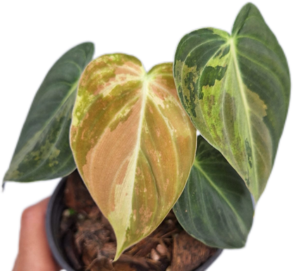 Philodendron Melanochrysum Variegated Set of 10 plants