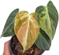 Philodendron Melanochrysum Variegated Set of 10 plants