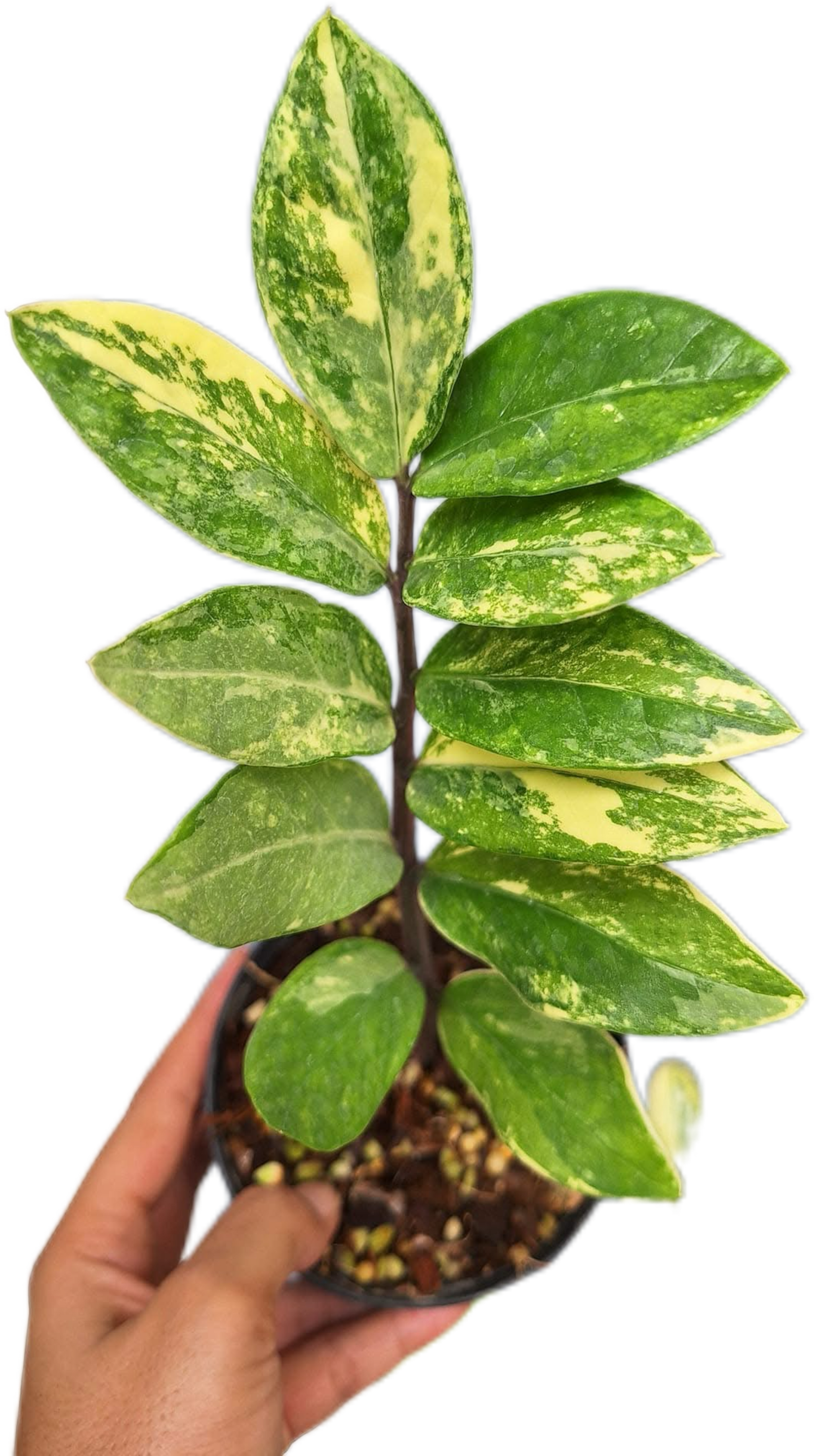 Zamioculcas zamiifolia Aurea Variegated