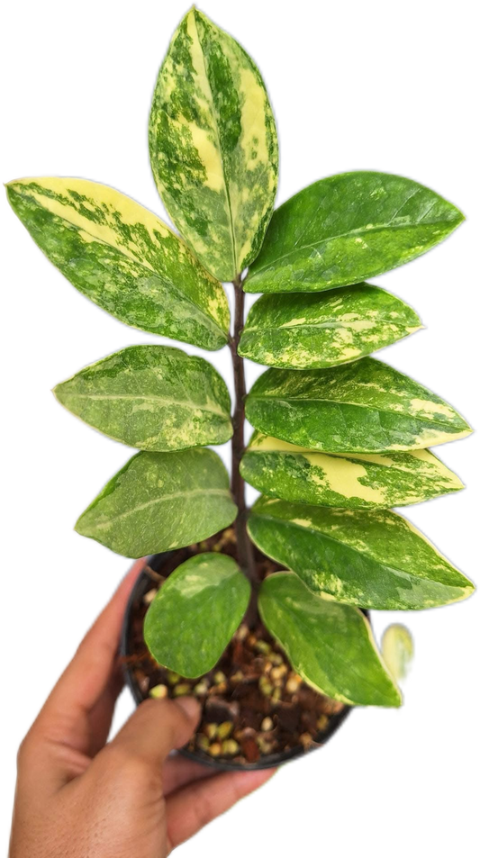 Zamioculcas zamiifolia Aurea Variegated