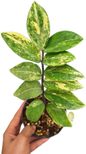 Zamioculcas zamiifolia Aurea Variegated