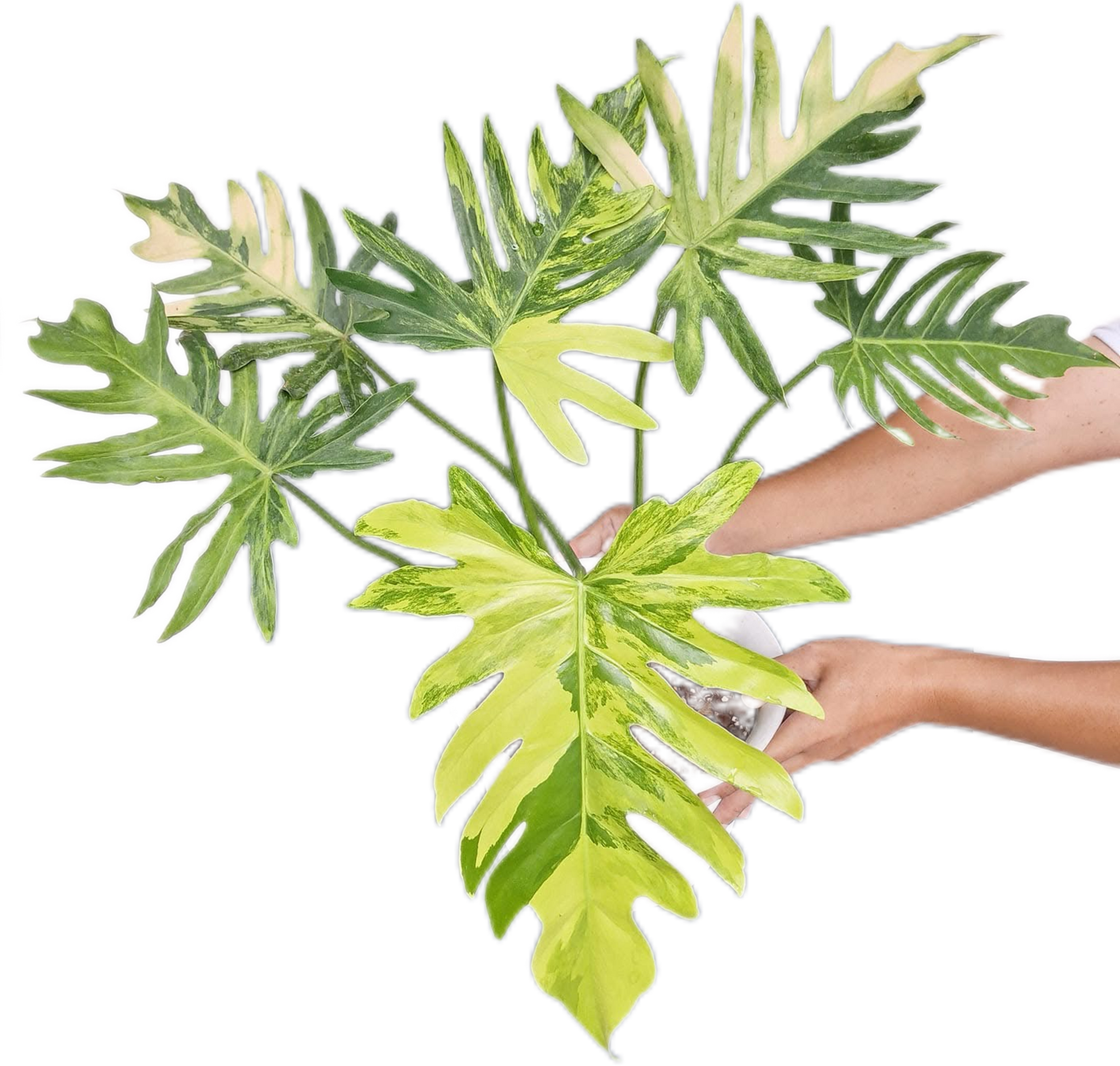 Philodendron Radiatum Variegated