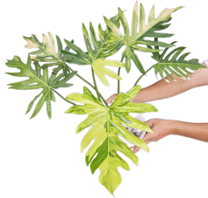 Philodendron Radiatum Variegated