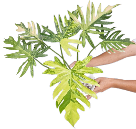 Philodendron Radiatum Variegated