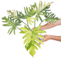 Philodendron Radiatum Variegated