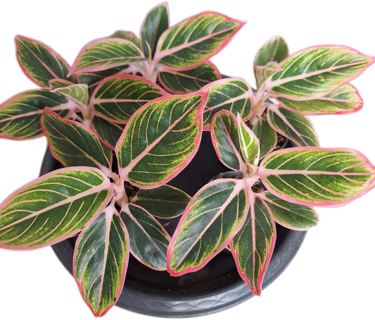 Aglaonema “Lotus Delight”