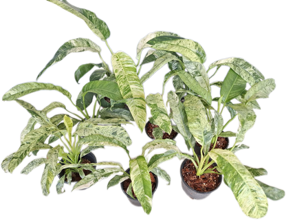 Epipremnum Giganteum Marble Variegated